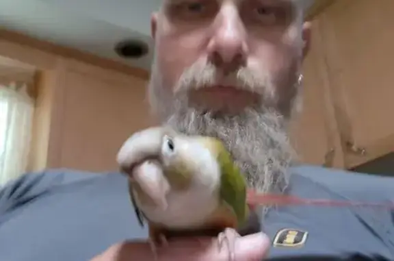 Lost and found pets Grand Island, photo: Lost male bird, Lamar Avenue, 2415, Grand Island — bright red tail and blue band