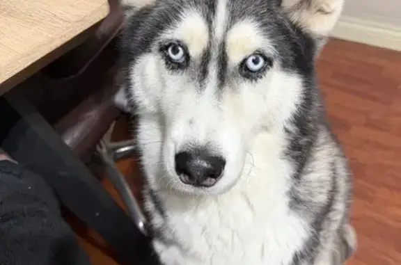 Lost pets Maribyrnong, photo: Lost female dog, Ferguson Street, 11, Brimbank, Maribyrnong – black and white