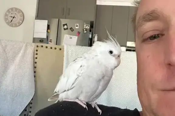 Lost bird, Crest Street, 26, City of Moreton Bay, Narangba — male, hand-tame and able to sing - photo