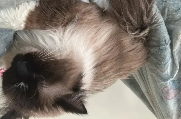 Lost pets Melbourne, photo: Lost cat, Conondale Street, 21, Wyndham City, Melbourne – male Ragdoll, very shy