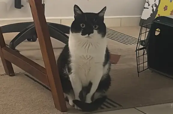 Gato perdido, macho, Rua Gregó...
