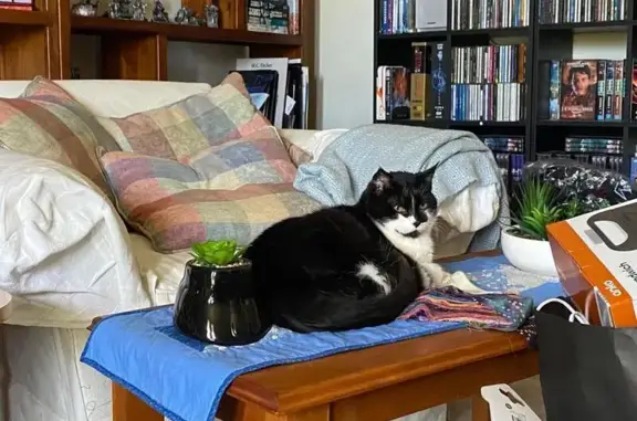 Missing cat , photo: Lost cat, Trafalgar Drive, 27, Meander Valley — black and white, 20-year-old female