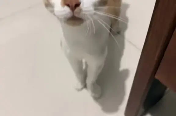Gato encontrado, Chihuahua, Ch...