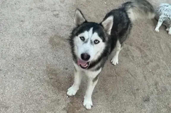 Perro perdido, Río Nilo, sn, La Paz — macho de tamaño mediano con ojos blancos - photo