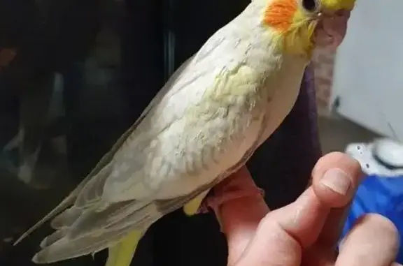 Lost pets Sydney, photo: Lost bird, female, Cross Street, 17-19, The Hills Shire Council, Sydney — mostly yellow with grey markings