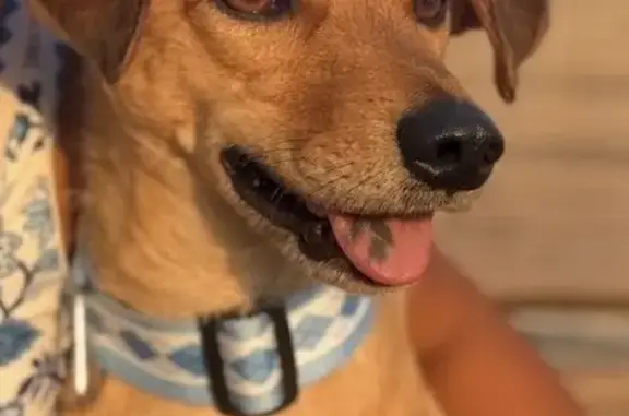 Lost and found pets Raleigh, photo: Lost dog (male), Aviation Parkway, 1600, Morrisville, Raleigh — sweet but skittish