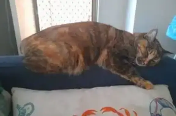 Lost cat, Glenelg Street, Raymond Terrace — female Honey, 1 year old - photo