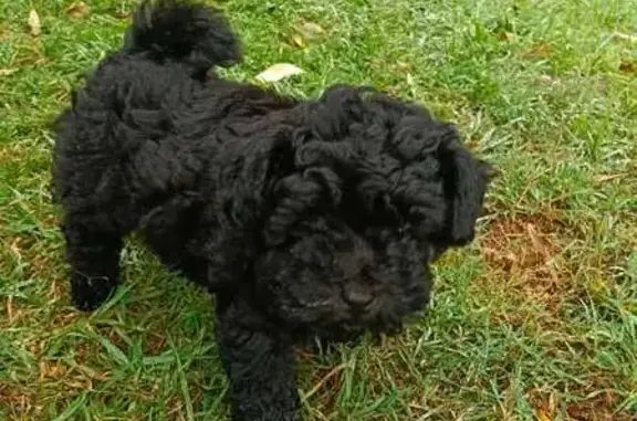 Lost dog, Wayne Avenue, 64, Georges River Council, Georges River Council – two black Toy Poodle puppies - photo
