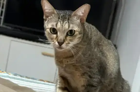 Missing cat Yishun, photo: Lost Cat, Yishun Street 11, 160, Yishun — male brown-grey tabby