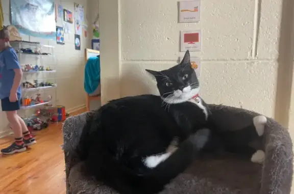 Missing cat Port Adelaide Enfield, photo: Lost male cat, Taperoo, South Australia, Port Adelaide Enfield — black and white with a red collar