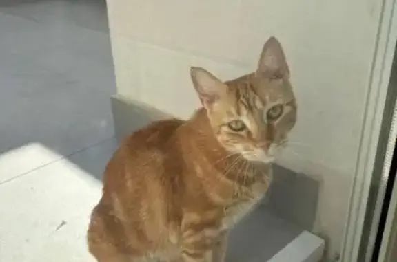Gato perdido, Calle José Cano...