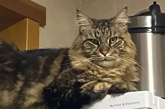 Gatos perdidos, Pozuelo de Alarcon, foto: Gato perdido, macho, Calle La Alondra, Fuengirola, Pozuelo de Alarcon — es muy grande