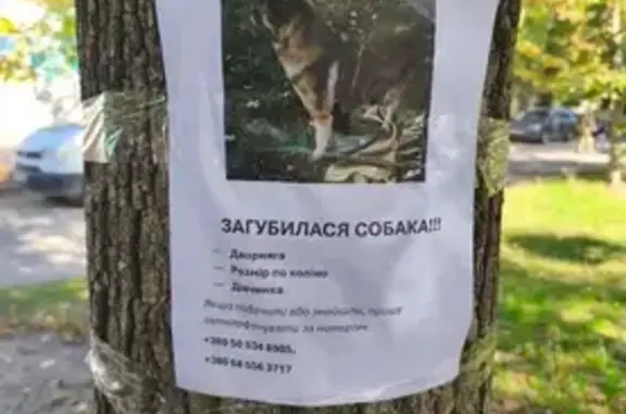 Зникла собака, дівчинка, Карпилівка, Чернігівська область — двірняжка, трохи повненька - photo