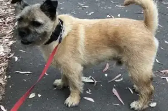 Lost pets Strathfield, photo: Lost dog, Strathfield — male 14-year-old pug x Cairn Terrier