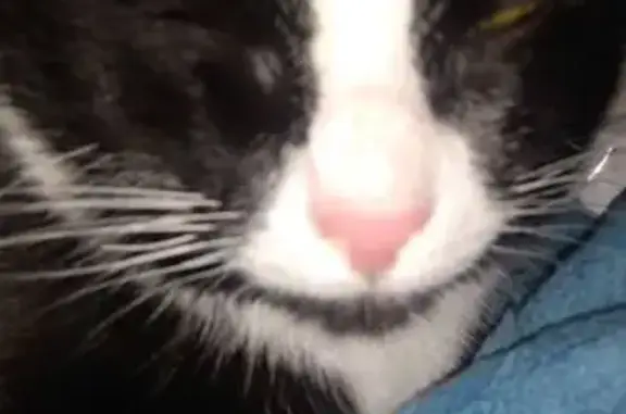 Lost cat, Hoodsport, Waterbury — male black-and-white tuxedo - photo