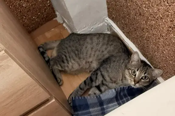 Gato encontrado, Calle Abén al Abbar, 5, Valencia — pardo, de unos 7 meses - photo