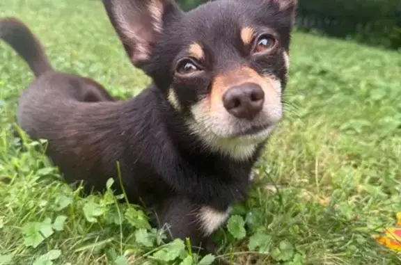 Lost male dog, Andrew Lane, 63, Holliston, Millis-Clicquot — shy around strangers - photo
