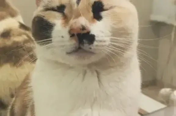 Gato perdido, Rua Serra do Cristal, 256 — gatinha mansa com manchinha preta no olho - photo