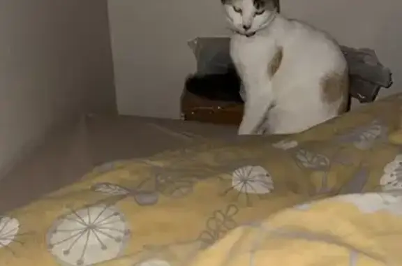 Lost cat, Lichfield Road, 3, Stepney — white with brown spots and a collar - photo