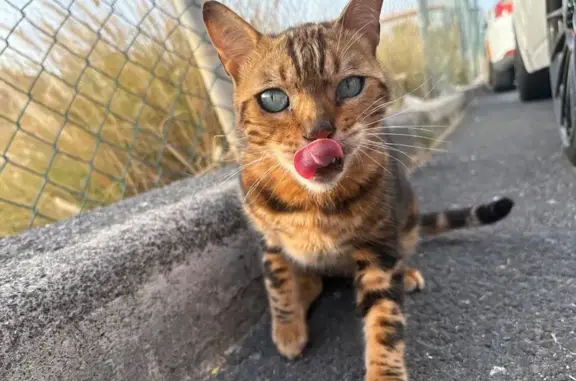 Gato perdido, Calle Néstor Álamo, 36, San Isidro, Granadilla de Abona — aspecto bengalí - photo