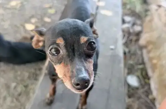 Perro perdido, Caracter Isla, 4, Andújar — hembra pequeña, negra y de edad avanzada - photo
