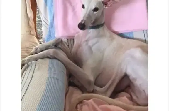 Perro perdido, Nàquera, Comunidad Valenciana, Sagunto — necesita atención veterinaria diaria - photo