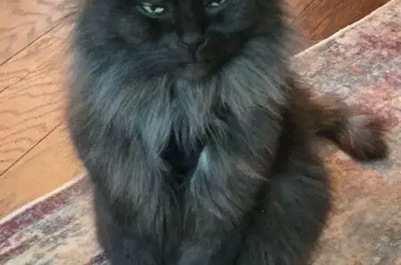 Lost male cat, Lebanon Street, 1440, Toledo, Toledo — bald spot at base of tail - photo