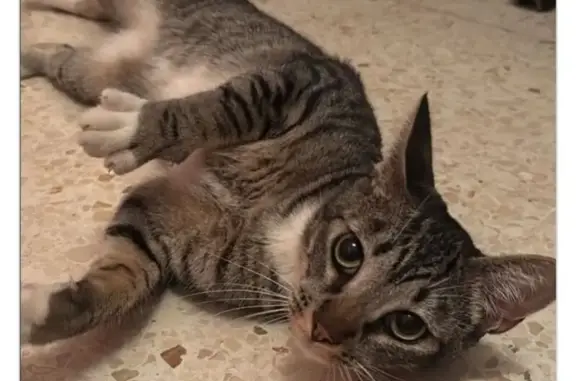 Gato perdido, Calle Arco, 13, Las Palmas de Gran Canaria — manso y tranquilo - photo