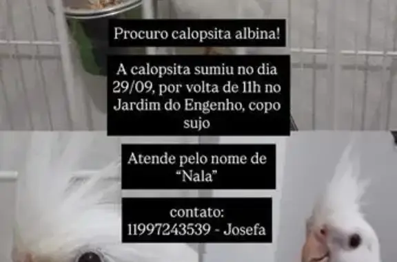 Pássaro perdido, Rua Jabutis, 512 — calopsita albina - photo