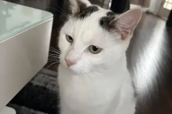 Lost cat, Charlewood Road, Broadway — male, white with greyish patches - photo