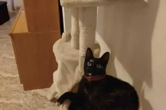 Gato perdido, hembra, Calle Félix Rodríguez de la Fuente, 9, Torrevieja — lleva collar identificativo - photo
