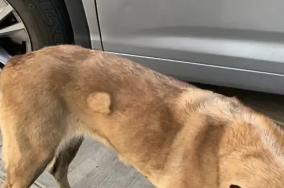 Búsqueda de mascotas, foto: Perdido perro hembra, Duraznos, 5, Cuautitlán Izcalli — pastor belga