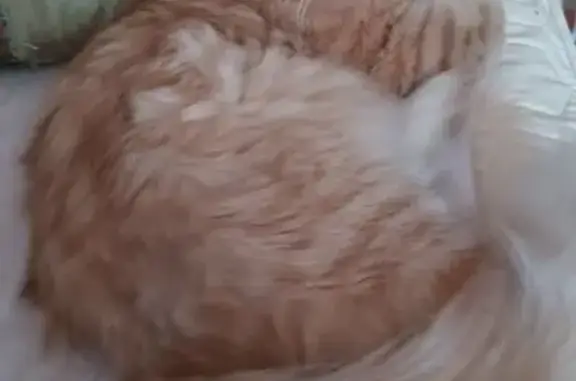 Lost cat, Effinger Street, 730, Las Vegas — male, orange and white long-haired - photo