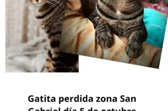 Gato perdido, hembra, Carrer de Mexico, 25, Alacant, Alicante — escapó del transportín - photo