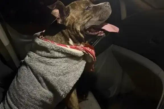 Brindle American staffie wearing a red harness. Very good driven loves people. Not so good with other dogs but overall a great natured girl I was working in Wilton and she has gone for a wander usually returns when being called. But she never did female not male