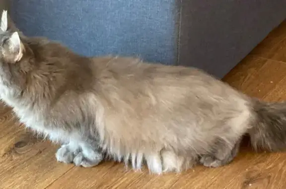 Lost and found pets Phoenix, photo: Lost female cat, Mesa, Arizona, Phoenix — medium-sized gray tabby