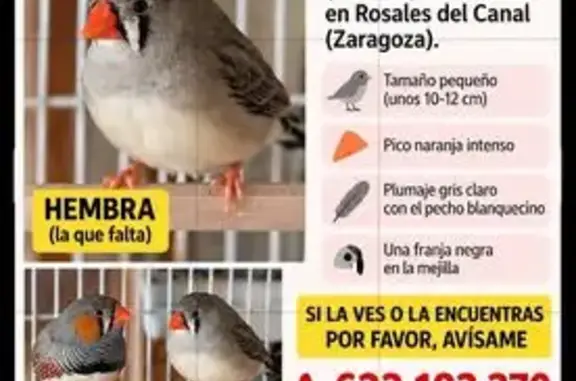 Ave perdida hembra, Zaragoza, Aragón, Madrid — se escapó por el balcón - photo