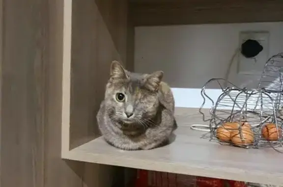Lost cat, Cliffdale Road, 2, H...