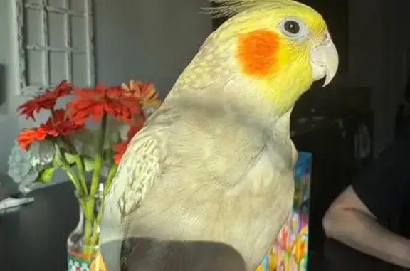 Lost and found pets Flower Mound, photo: Lost Bird, Pecan Park Drive, 3342, Flower Mound — female, friendly and loves landing on people’s heads