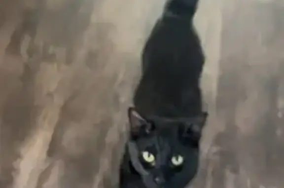 Missing cat Chico, photo: Lost male cat, Tracy Lane, 1001, Chico — very black fur, may be without a collar
