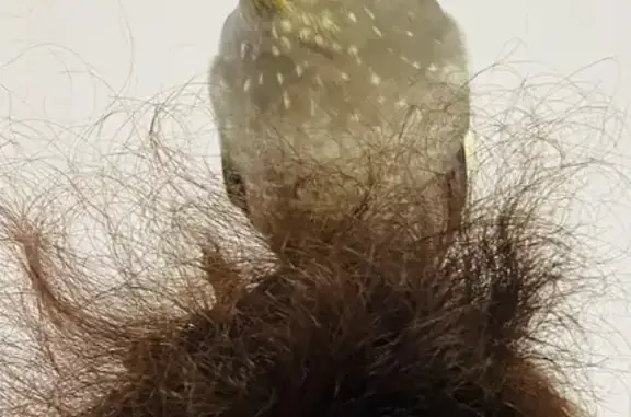 Lost female bird, East Park Boulevard, 1201, Plano, Fort Worth — gray and yellow - photo