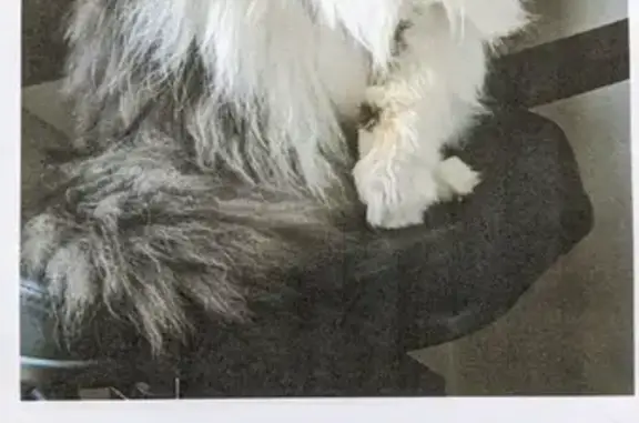 Lost cat, female, Lawes Street, 45, Maitland City Council, Raworth - photo