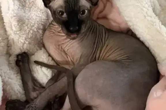 Lost and found pets Benjamin, photo: Lost cat, 8000 South, Utah, Benjamin — female Sphynx with a pink collar