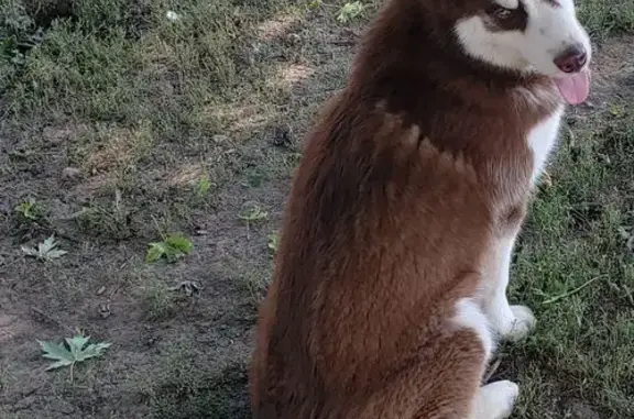 Lost and found pets Cincinnati, photo: Lost male dog, Basinger Road, 308, Pandora, Cincinnati — blue-eyed Siberian Husky