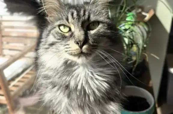 Lost cat, Salt Lick Drive, 1865, Lancaster — male, long-haired grey and white - photo