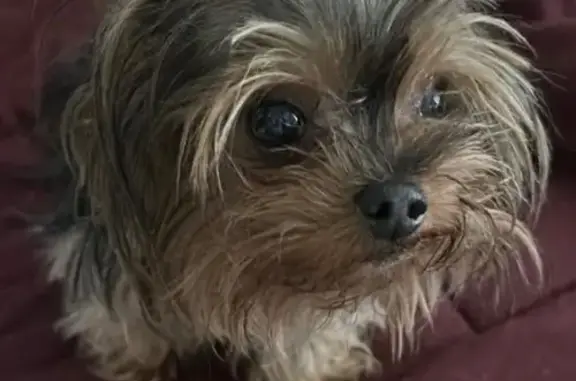 Lost female dog, La Presa Avenue, 857, Spring Valley — small senior Yorkie - photo