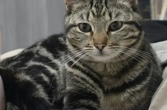 Lost pets Gosnells, photo: Lost male cat, Kingia Way, 33, Canning, Gosnells — timid tabby with green-grey eyes