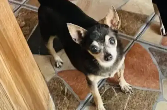Chihuahua, hembra, GRIS con detalles cafe, muy canosa por tener mas de 15 años. Tiene múltiples cicatrices en su abdomen por diversas operaciones, esterilizada, esta rota la punta de su cola. 20cm de altura, 2.5 kilos, pelo corto.