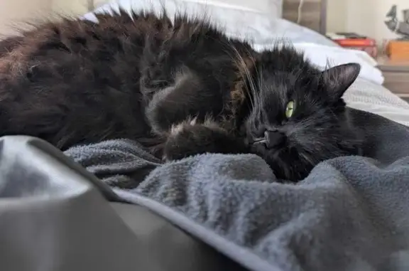 Lost cat, Firmstone Gardens, Bayside Council, Mascot — no collar, missing since breakfast one morning - photo