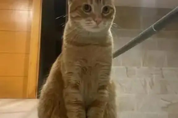 Zona Parque Fluvial. Gato Naranja de dos años, con chip. Desapareció lunes 5 octubre hacia las 23h